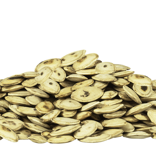 حب-قرع--مقمر-